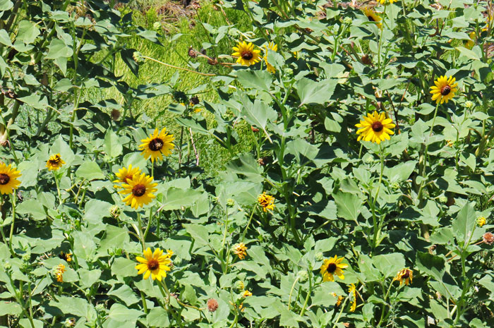Common Sunflower has large bright green heart shaped leaves ovate or lanceolate and with long leaf stems (petioles); leaves are mostly alternate. The plants prefer several habitat types including riparian communities, roadsides and irrigated fields. Helianthus annuus 